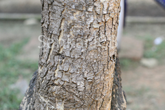 Acacia leucophloea